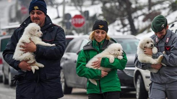 Hallan tráfico ilegal de perros en Italia; incautan 61 cachorros