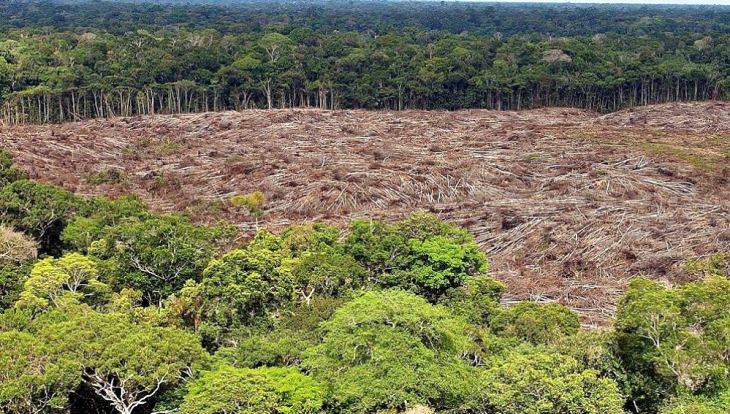 Deforestación de la Amazonía, la mayor en 11 años