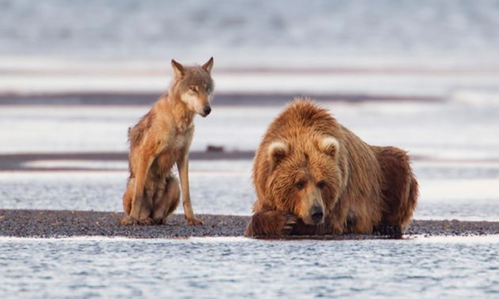 Trump levanta restricciones para cazar osos y lobos en Alaska