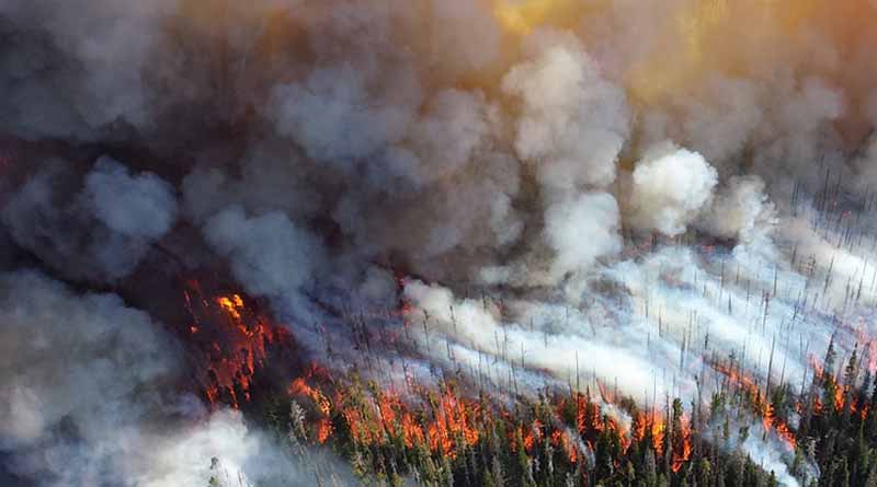 Incendios en California arrasan 142 mil hectáreas