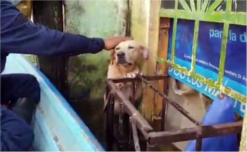 Rescatan perrito de inundaciones en Tabasco; la Marina lo entrenará