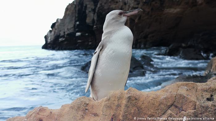 Descubren “extraño” pingüino blanco en las Islas Galápagos
