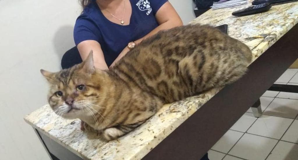 Confunden a gato con leopardo en Tampico; tras rescate es puesto en adopción