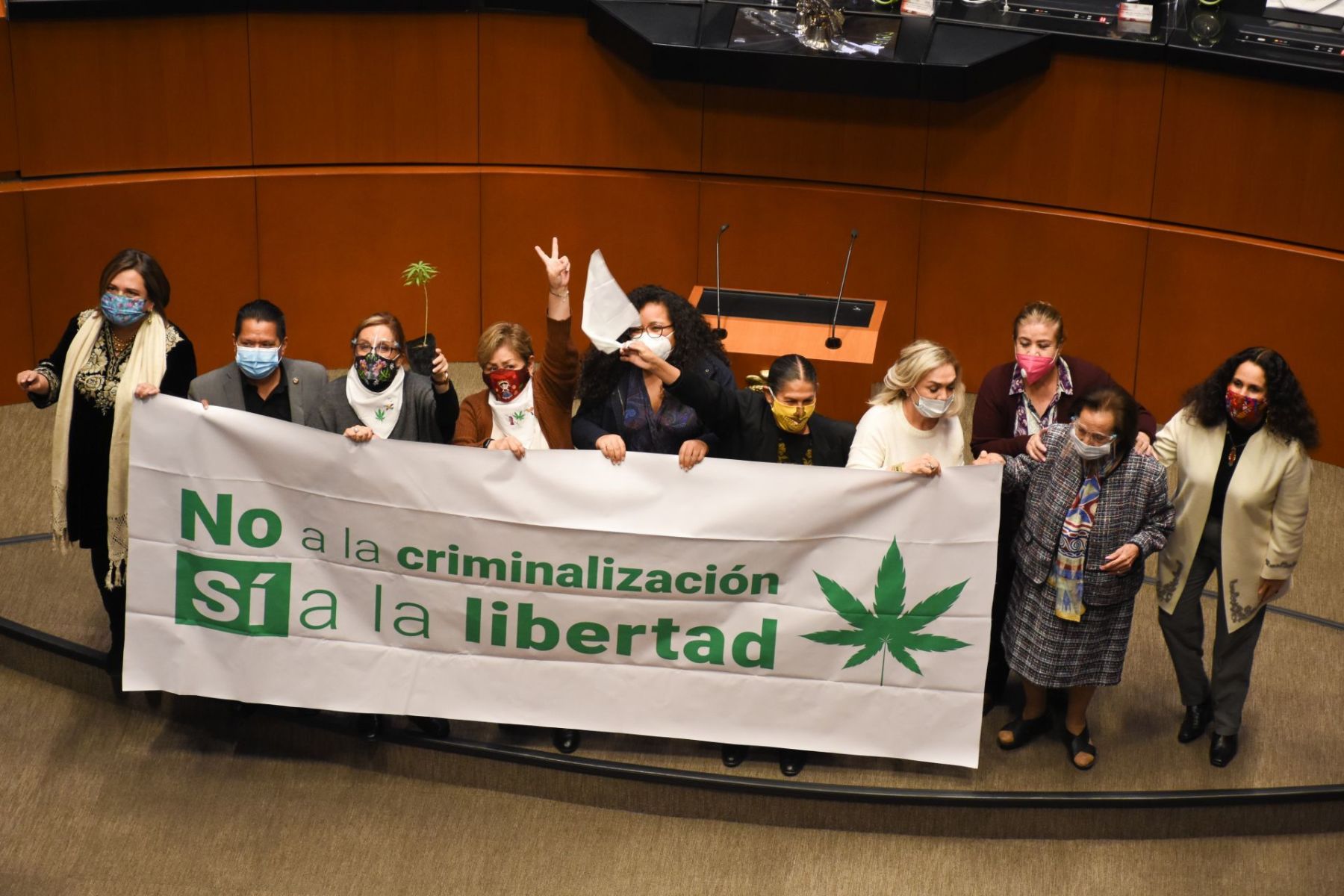 El Senado despenaliza uso lúdico de mariguana