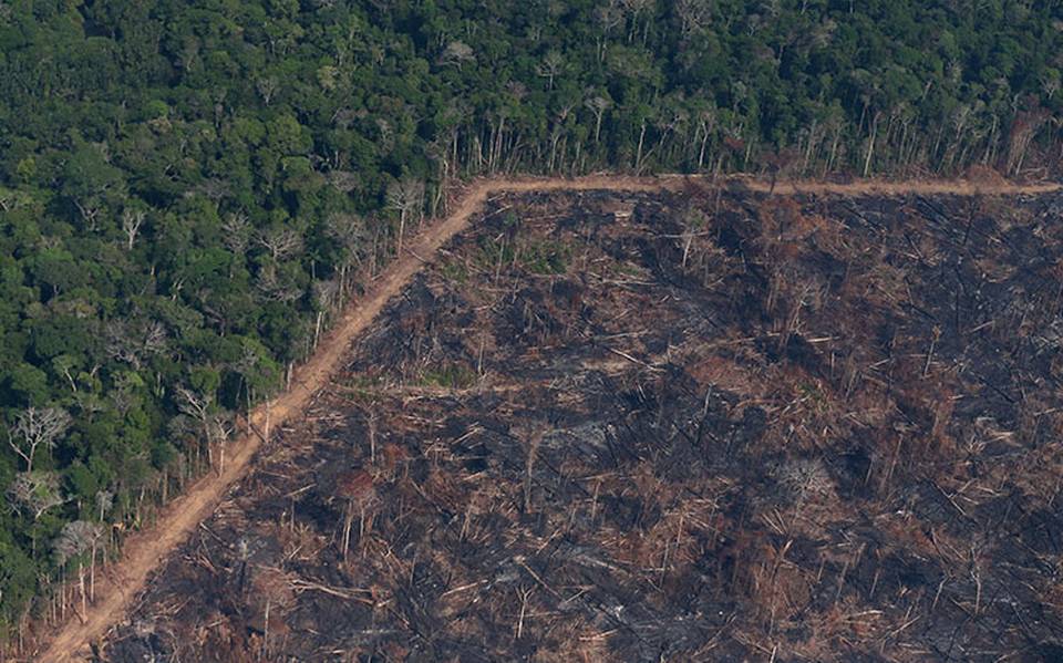Deforestación en la Amazonía alcanza mayor nivel desde 2008