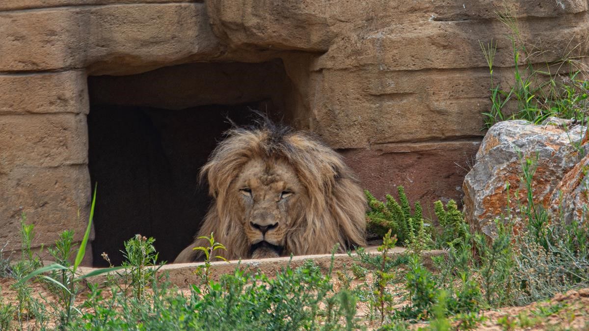 Coronavirus: Cuatro leones de un zoológico de Barcelona se contagian de COVID-19