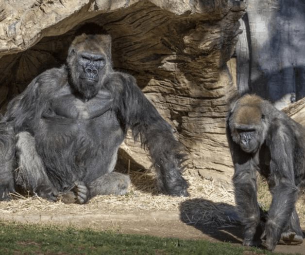 Coronavirus: Gorilas del zoológico de San Diego dan positivo al virus