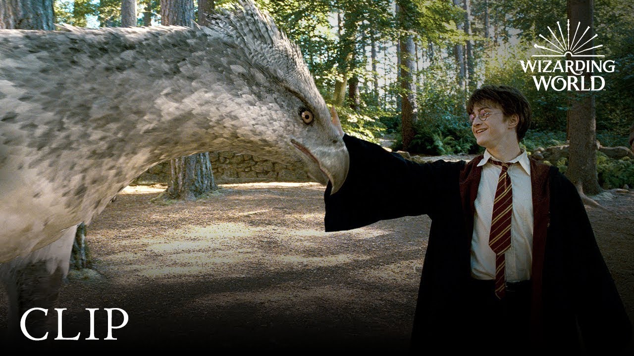 Extraña cigüeña se vuelve viral por su parecido a un “hipogrifo” de “Harry Potter”