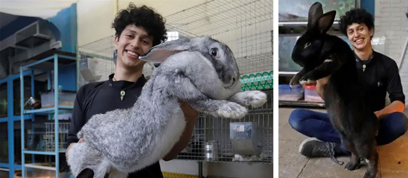 ¡Enormes orejones! joven poblano cría a los conejos más grandes del mundo