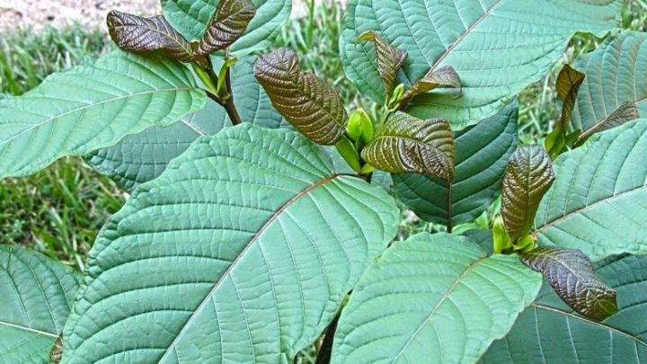 Tailandia autoriza el consumo de la droga kratom