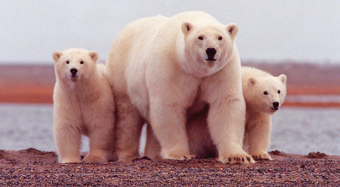 Amenazan con matar a oso polar en Groenlandia por “problemático”