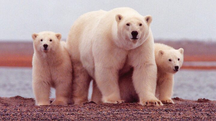 Amenazan con matar a oso polar en Groenlandia por “problemático”