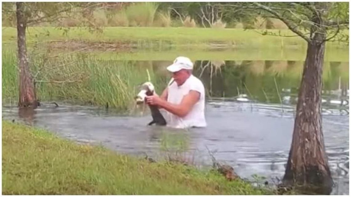 ¡Increíble! Mujer de 74 años salva a su perro arrojándose sobre un caimán de 1.80 metros