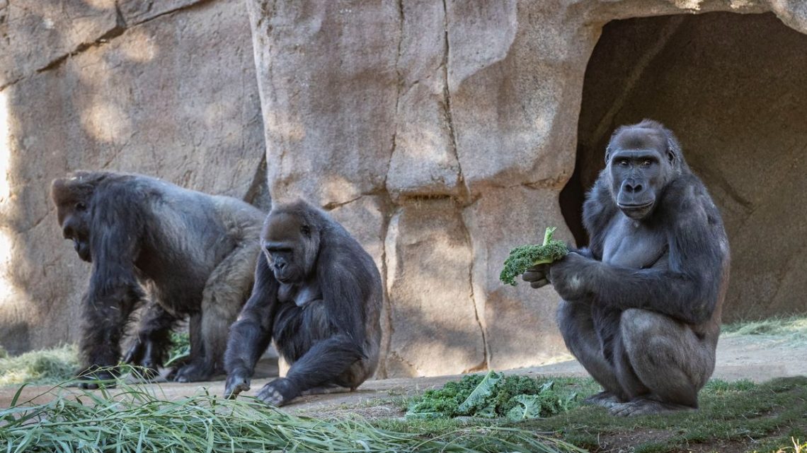 Gorilas de un zoológico de Atlanta dan positivo por COVID-19