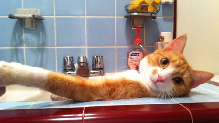 El hombre, de 59 años, publicó fotografías y video del gato “nadando” en la tina de baño y ahora es acusado por la policía de abuso animal