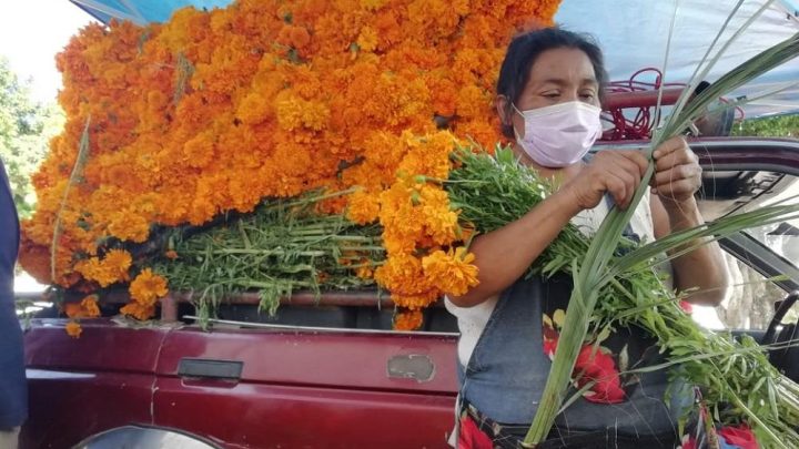 El resto de productores flor de cempasúchil, quizá el icono más importante del Día de Muertos, logran sacar adelante sus cultivos con muchos esfuerzos