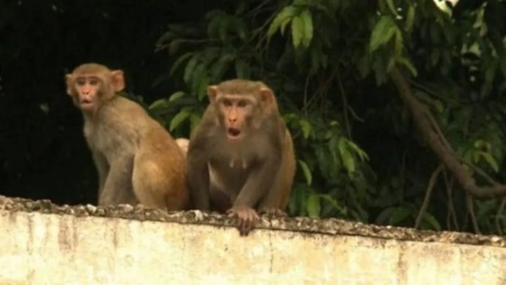 Un hombre había colocado los ladrillos en la tapa de su tinaco para que no fuera destapado por los monos, pero la medida tuvo resultados fatales