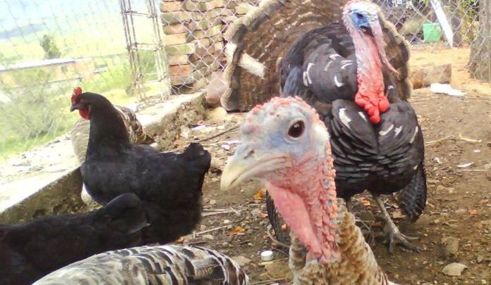 La víctima habría sufrido problemas mentales tras beber “el preparado”