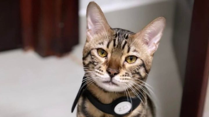 La mujer al principio ofreció 20 mil pesos por datos para la localización de “Zeus”, pero durante el fin de semana incrementó el monto a 30 mil pesos.