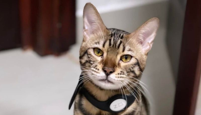 La mujer al principio ofreció 20 mil pesos por datos para la localización de “Zeus”, pero durante el fin de semana incrementó el monto a 30 mil pesos.