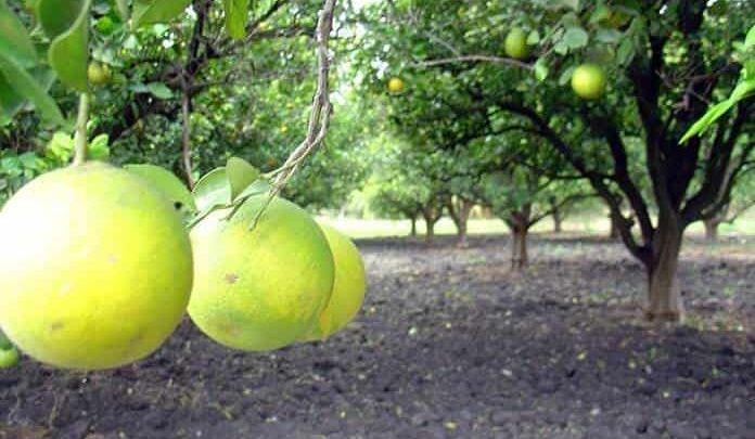 La ampliación del programa cubrirá un total de 68 municipios de Guerrero, lo que beneficiará a 39 mil sembradores durante 2022