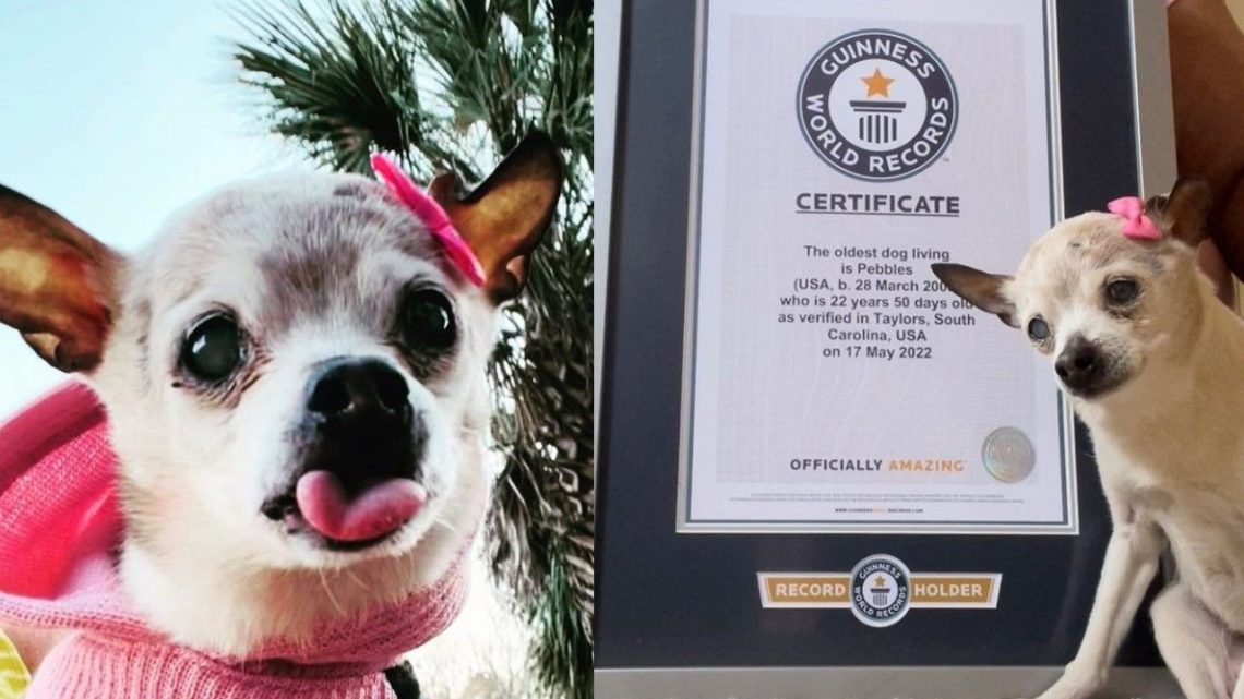 Pebbles cumplió 22 años y obtuvo el premio de Récord Guinness por ser la perrita más longeva del mundo