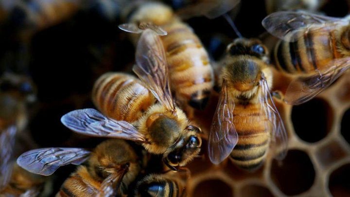 Un parásito se ha propagado en Australia a través de las abejas melíferas, por lo que las autoridades han destruido cientos de colmenas