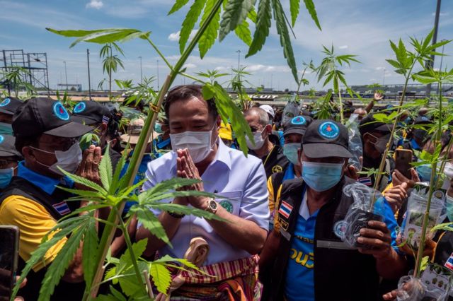 En unos pocos años, Tailandia pasó de tener una de las políticas más duras e inflexibles ante los narcóticos a establecer uno de los regímenes más liberales del mundo en cuanto a la producción y uso de la marihuana. BBC Mundo te cuenta qué hay detrás de este cambio