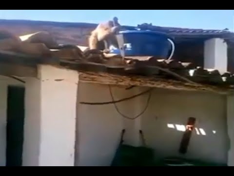Un mono fue captado por los techos de casas de Brasil con un cuchillo, por lo que vecinos de la zona se preocuparon