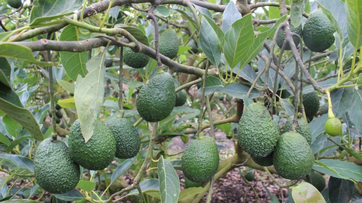 Los reportes indican que al menos tres sujetos ingresaron por la parte de un vivero y dispararon contra los trabajadores