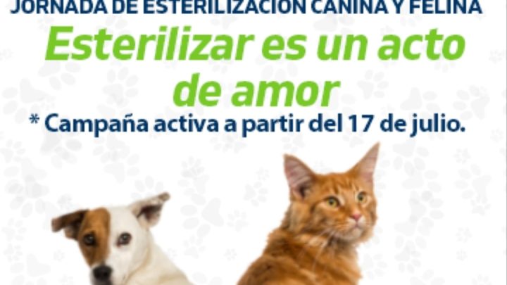4 Patas.