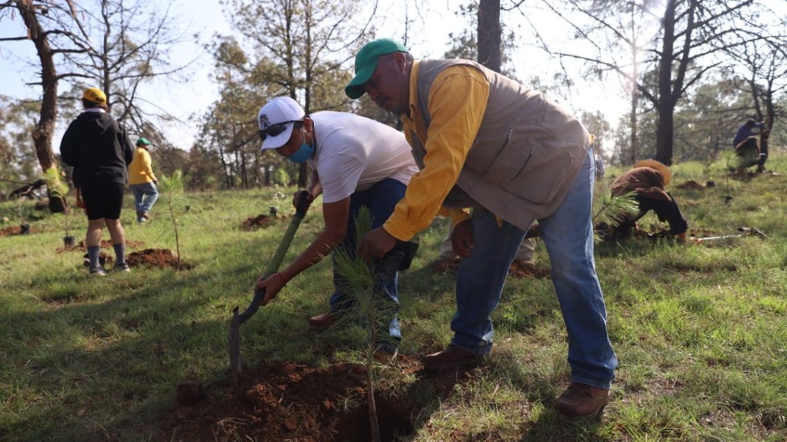 Entrega SEDEA árboles para Jornada de Reforestación en Amealco