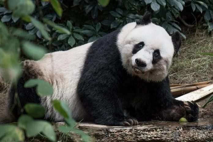 Recientemente “Shuan Shuan” había celebrado su cumpleaños número 35