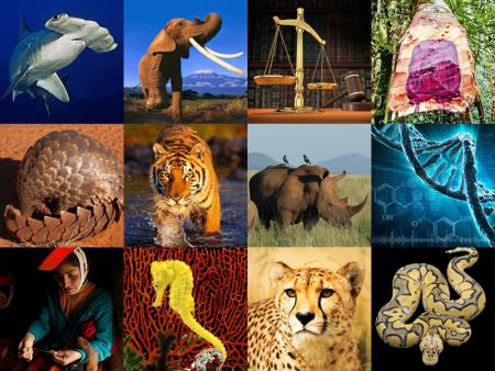 A través de un estudio dirigido por la ONU, se dio a conocer que las especies silvestres son la principal fuente de madera en todo el mundo