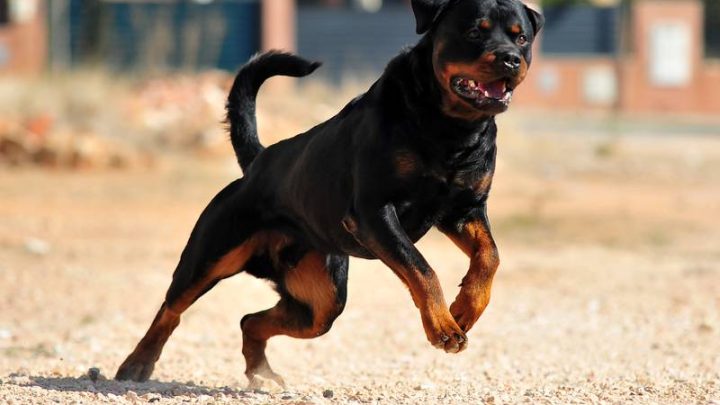 Florida: Perros matan a mordidas a empleada del Servicio Postal