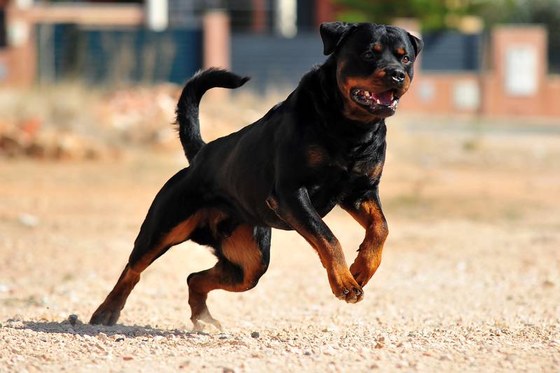 Florida: Perros matan a mordidas a empleada del Servicio Postal