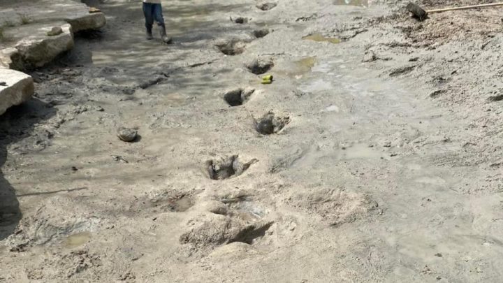 Texas: ¡Prehistórico hallazgo! Sequía deja al descubierto huellas de dinosaurios (FOTOS)