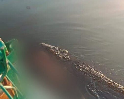 Tampico: Cocodrilo mata a un hombre y arrastra el cuerpo por un dren