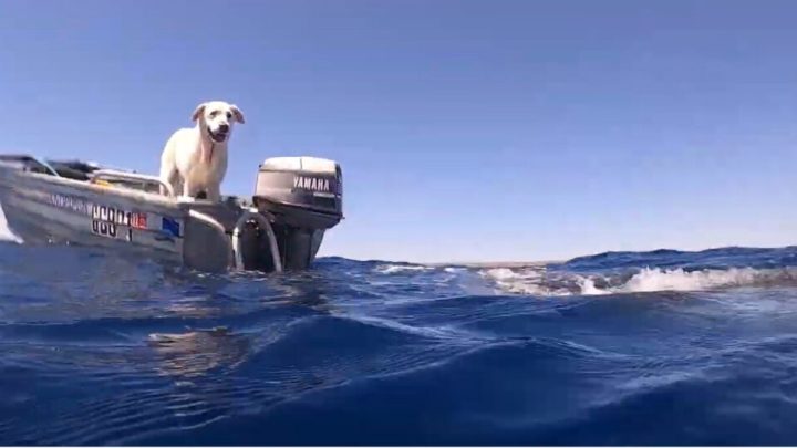 Viral: Captan a perro nadar con ballena frente a costa de EU