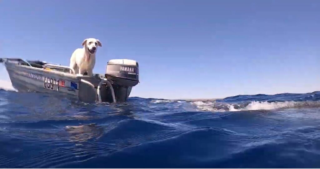 Viral: Captan a perro nadar con ballena frente a costa de EU