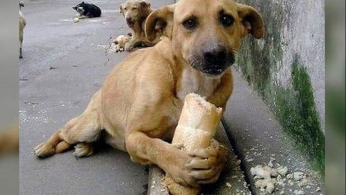 México es el país con más perros callejeros de América Latina