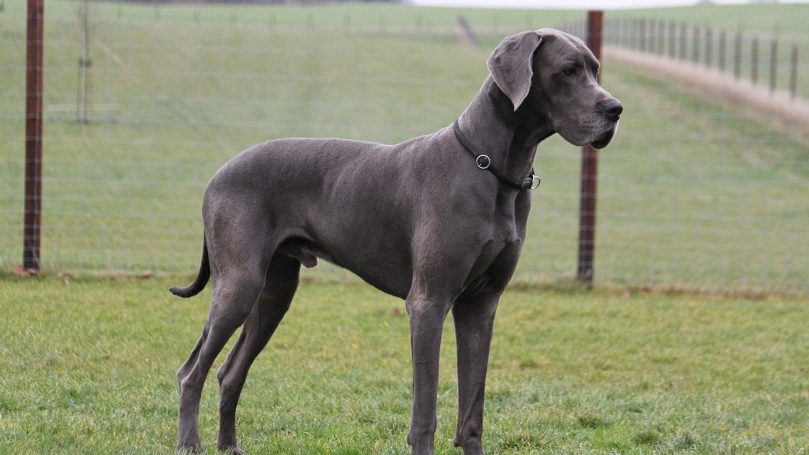 Iowa: Cinco perros gran danés atacan y matan a su dueña