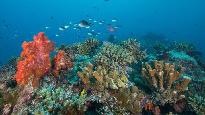 La ONU se queda sin tratado para proteger vida marina