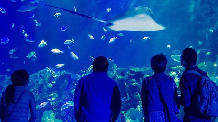 Sealand: Checa los precios y paquetes del acuario en Tlajomulco