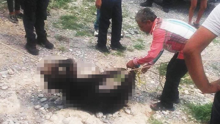 Suspenden a cinco policías por no impedir matanza de osezno