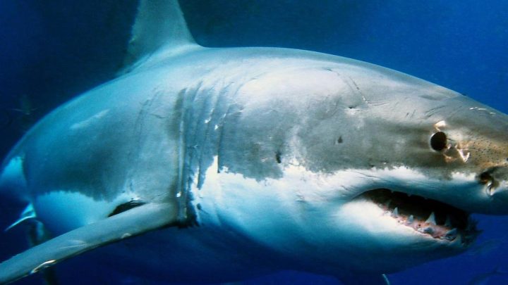 Florida: ¡Escalofriante! Niño pierde parte de una pierna tras ser mordido por un tiburón