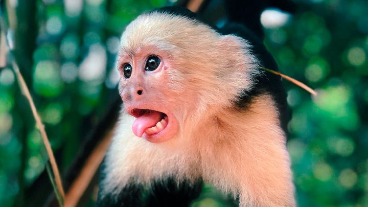 California: ¡Es una emergencia! Changuito llama al 911 desde el zoológico