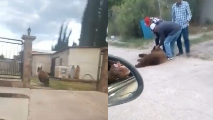 Captan a un oso corriendo por las calles de Sonora; habitantes lo habrían matado a disparos (VIDEO)