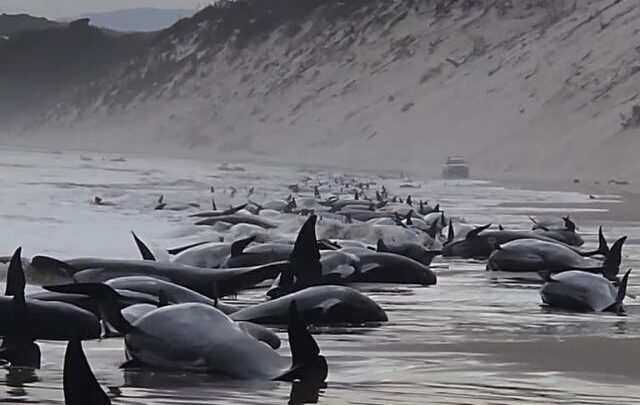 Mueren 200 ballenas tras quedar varadas en la isla australiana de Tasmania