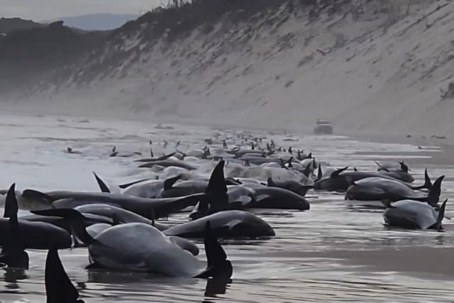 Mueren 200 ballenas tras quedar varadas en la isla australiana de Tasmania